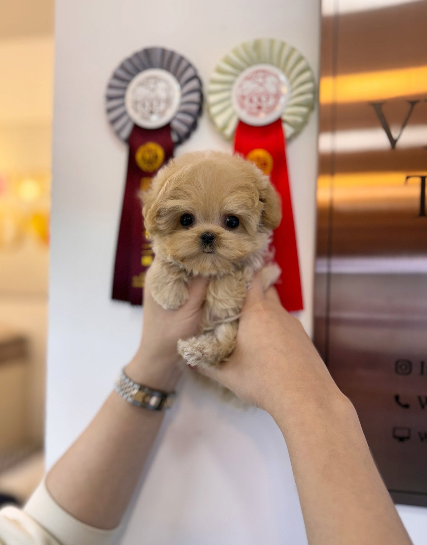 Maltipoo - Lexie(Female) - Beautiful puppy teacup puppy with adorable features available for adoption from Velydog