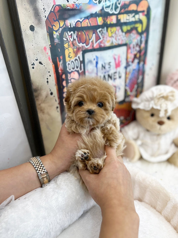 Maltipoo - Lien(Female) - Beautiful puppy teacup puppy with adorable features available for adoption from Velydog