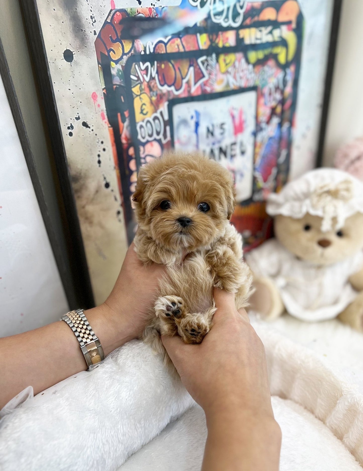 Maltipoo - Lien(Female) - Beautiful puppy teacup puppy with adorable features available for adoption from Velydog