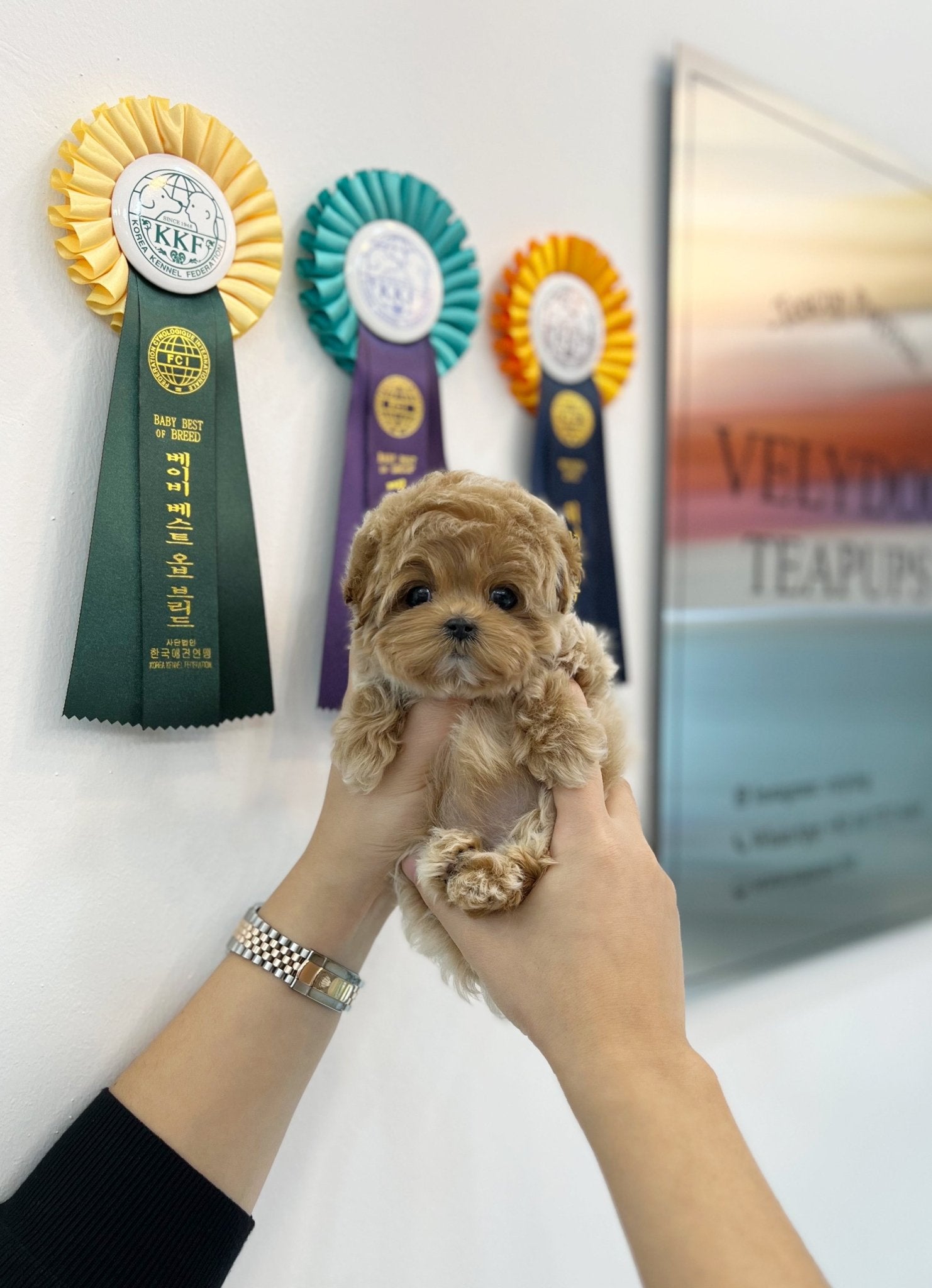 Maltipoo - Lien(Female) - Beautiful puppy teacup puppy with adorable features available for adoption from Velydog