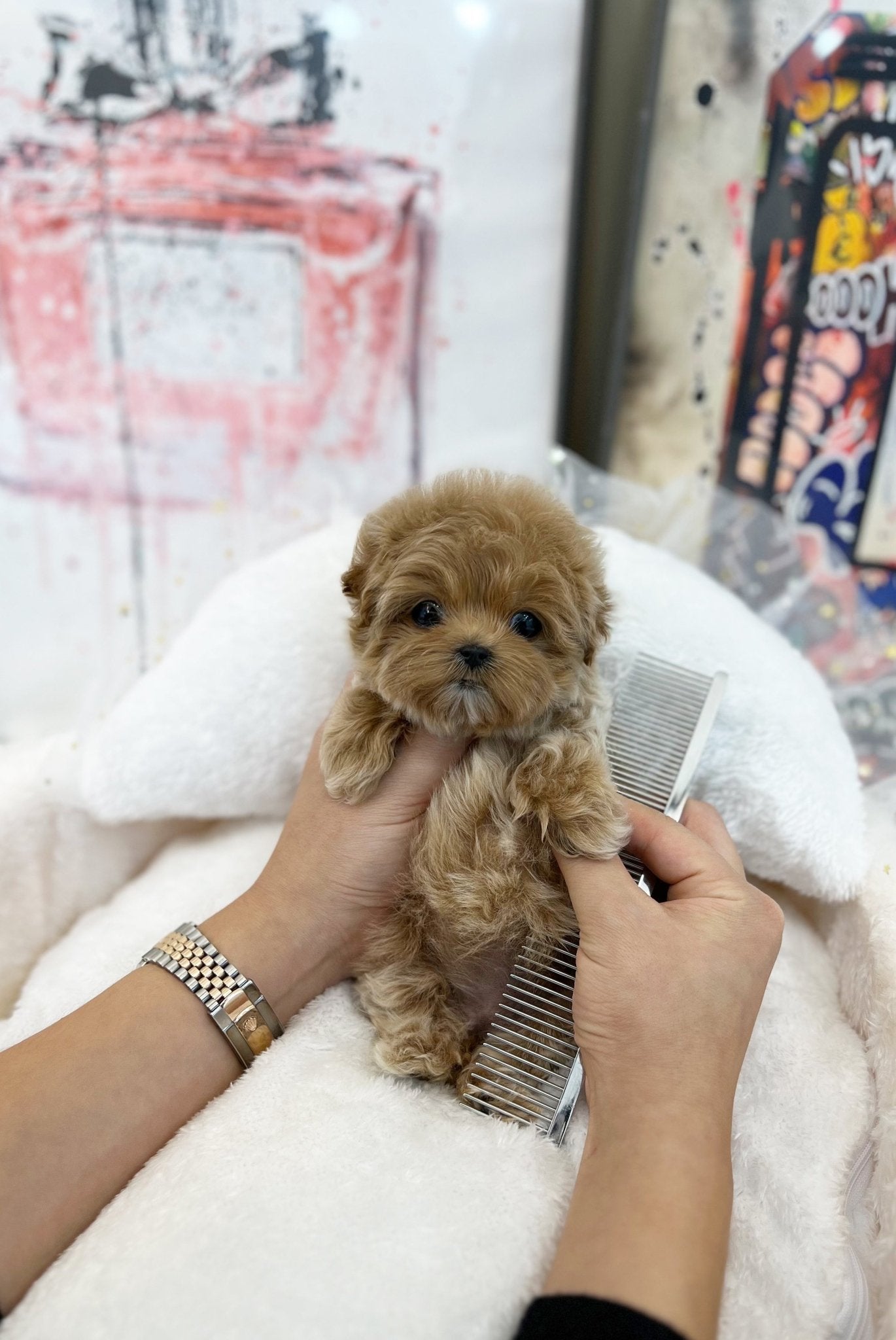 Maltipoo - Lien(Female) - Beautiful puppy teacup puppy with adorable features available for adoption from Velydog