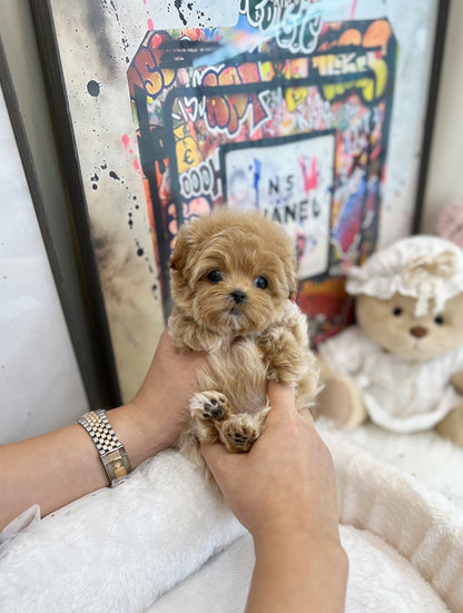 Maltipoo - Lien(Female) - Beautiful puppy teacup puppy with adorable features available for adoption from Velydog