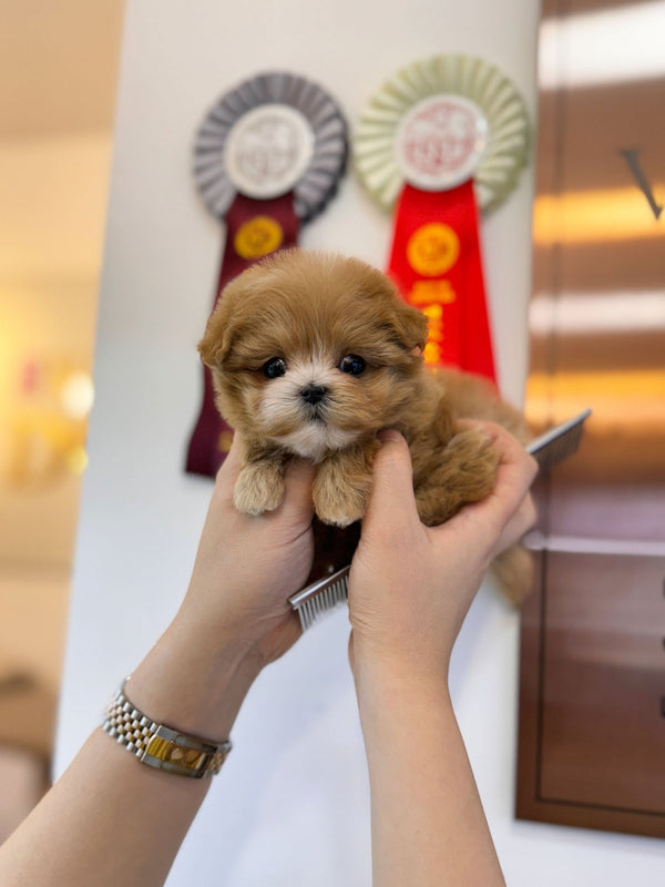 Maltipoo - Liliana(Female) - Beautiful puppy teacup puppy with adorable features available for adoption from Velydog