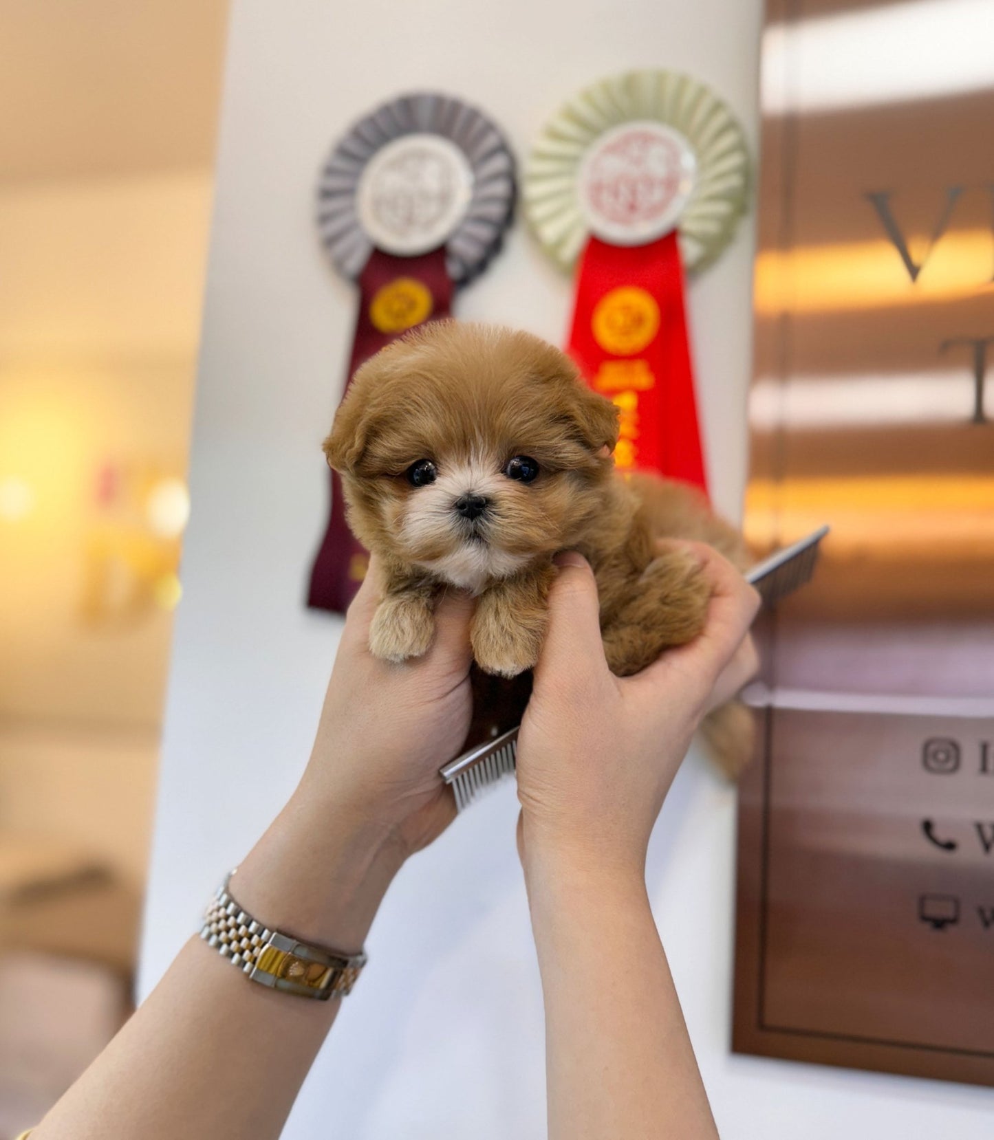 Maltipoo - Liliana(Female) - Beautiful puppy teacup puppy with adorable features available for adoption from Velydog