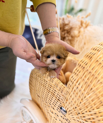 Maltipoo - Liliana(Female) - Beautiful puppy teacup puppy with adorable features available for adoption from Velydog