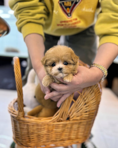 Maltipoo - Liliana(Female) - Beautiful puppy teacup puppy with adorable features available for adoption from Velydog