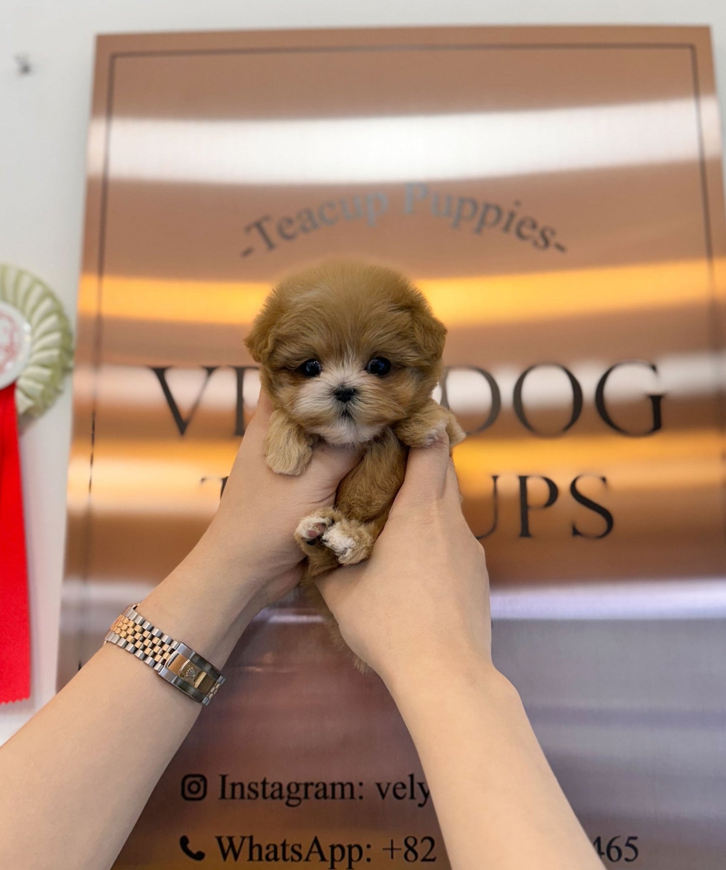 Maltipoo - Liliana(Female) - Beautiful puppy teacup puppy with adorable features available for adoption from Velydog