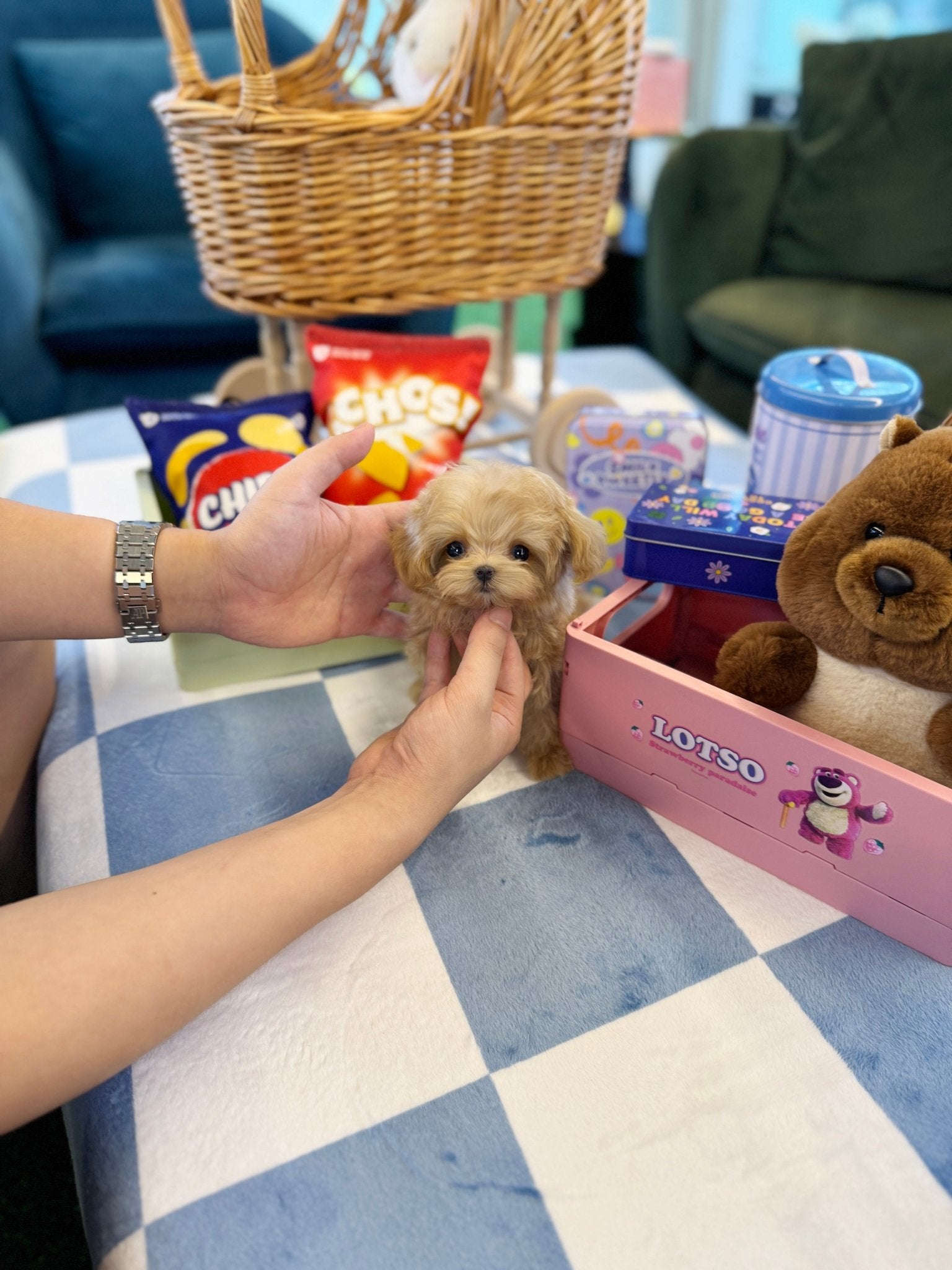 Maltipoo - Lilky(Female) - Beautiful puppy teacup puppy with adorable features available for adoption from Velydog