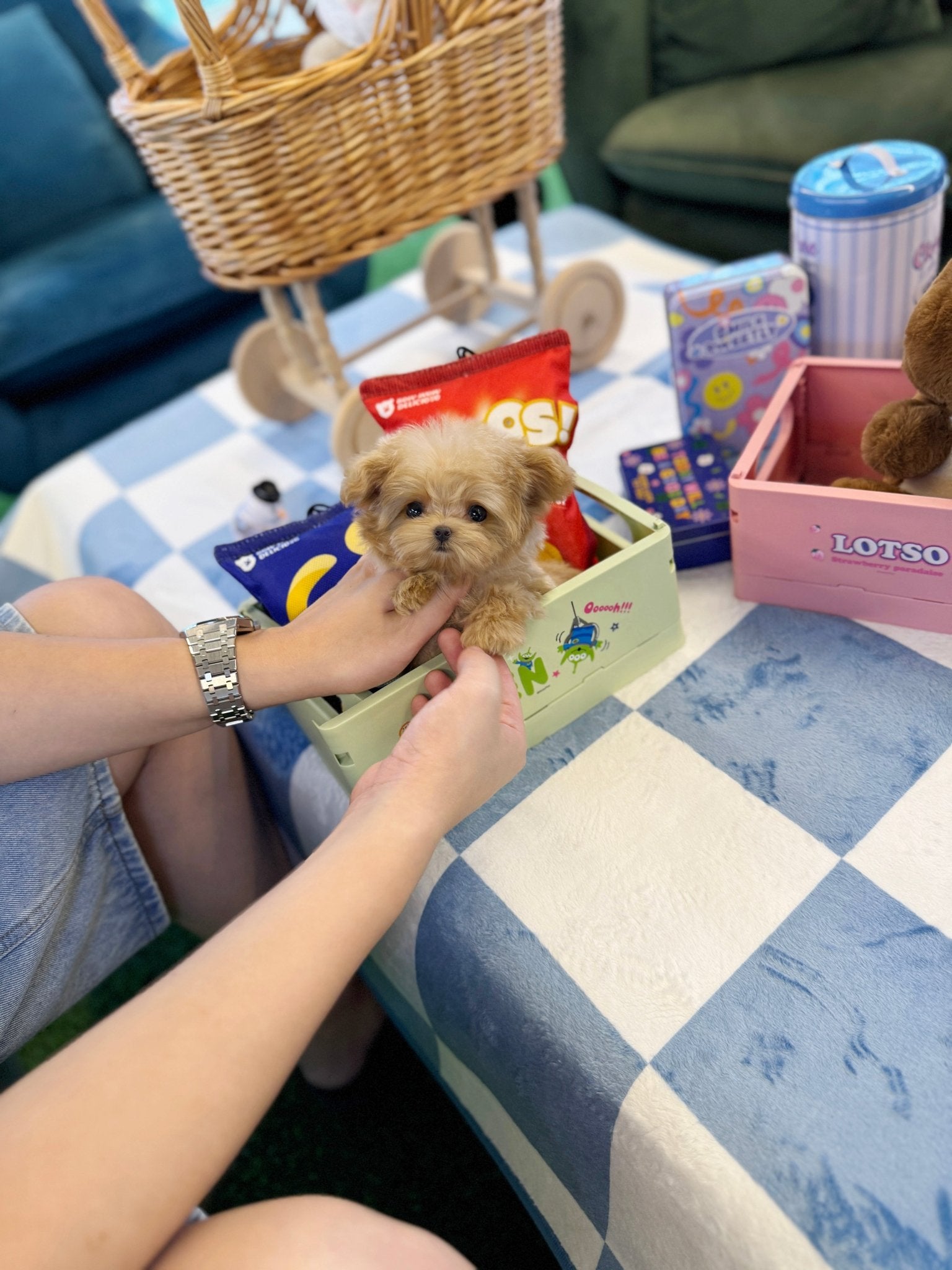 Maltipoo - Lilky(Female) - Beautiful puppy teacup puppy with adorable features available for adoption from Velydog