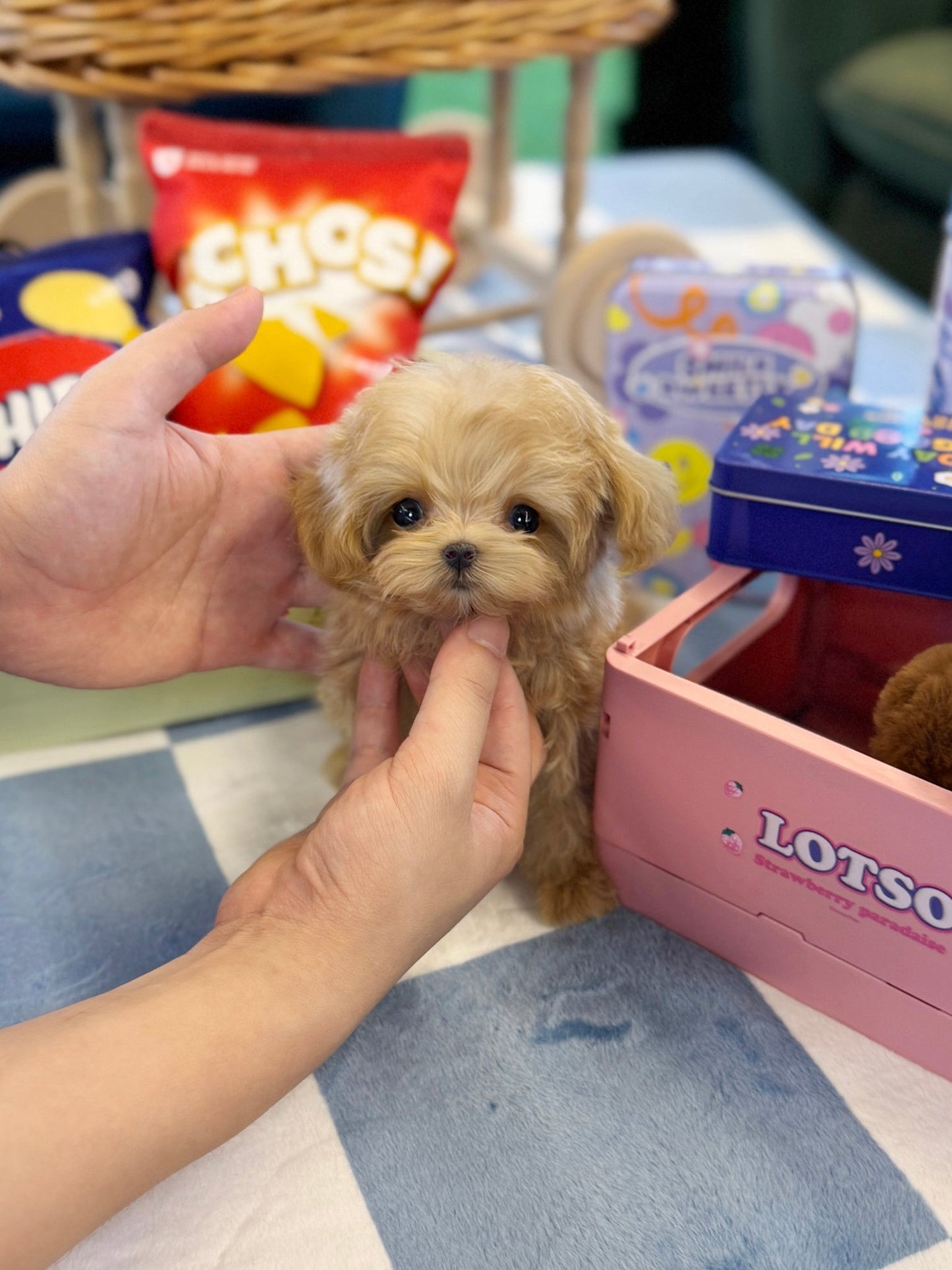 Maltipoo - Lilky(Female) - Beautiful puppy teacup puppy with adorable features available for adoption from Velydog