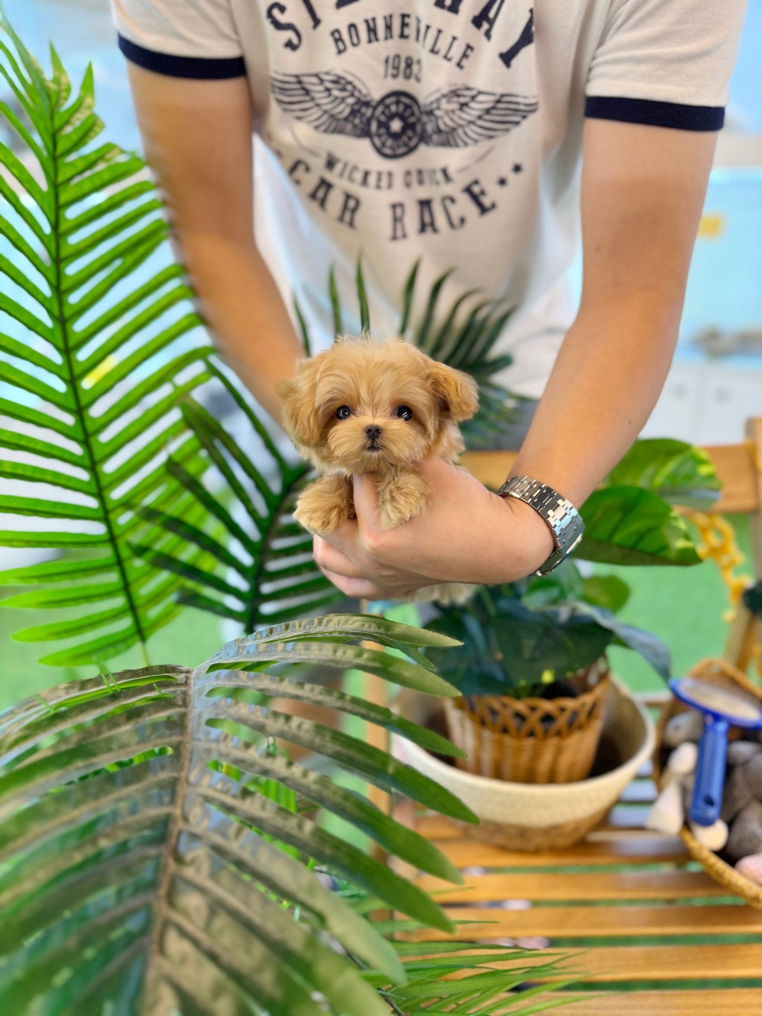 Maltipoo - Lilky(Female) - Beautiful puppy teacup puppy with adorable features available for adoption from Velydog