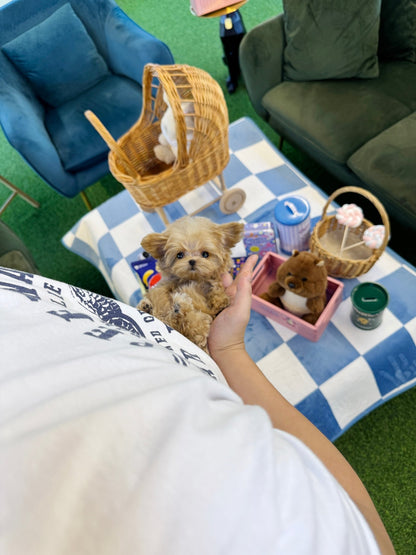 Maltipoo - Lilky(Female) - Beautiful puppy teacup puppy with adorable features available for adoption from Velydog