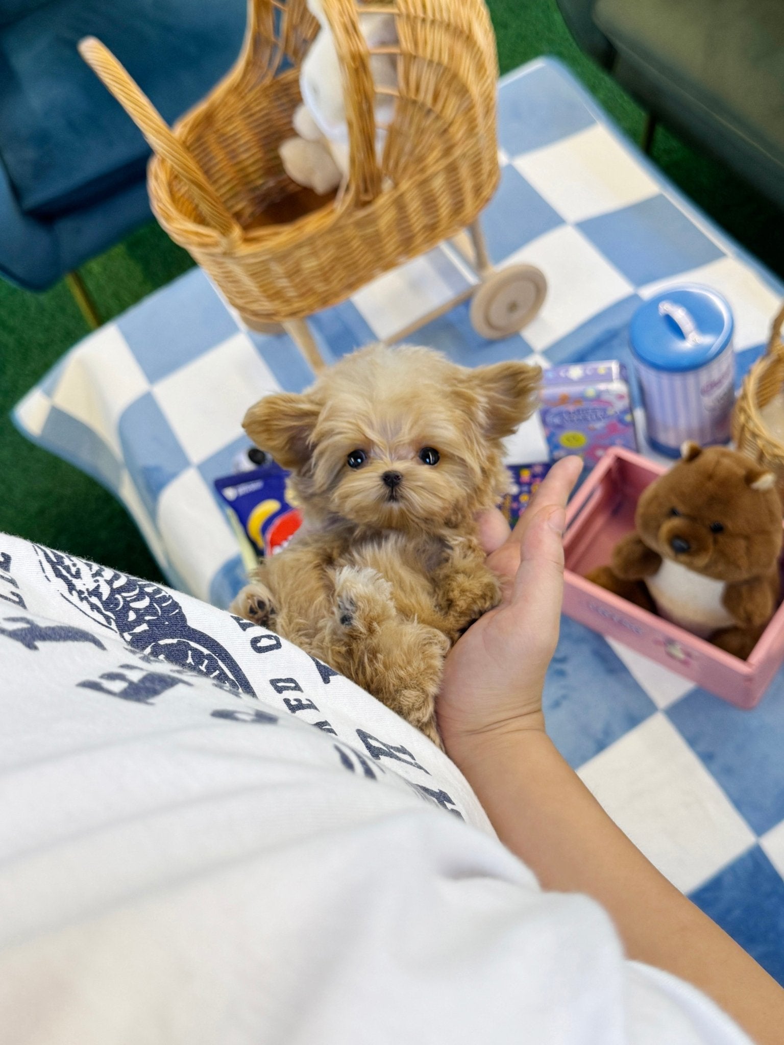 Maltipoo - Lilky(Female) - Beautiful puppy teacup puppy with adorable features available for adoption from Velydog
