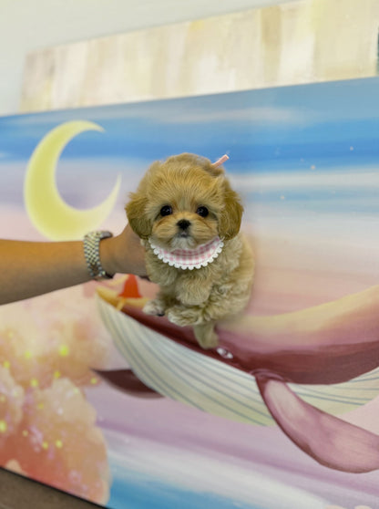 Maltipoo - Lil(Male) - Beautiful puppy teacup puppy with adorable features available for adoption from Velydog