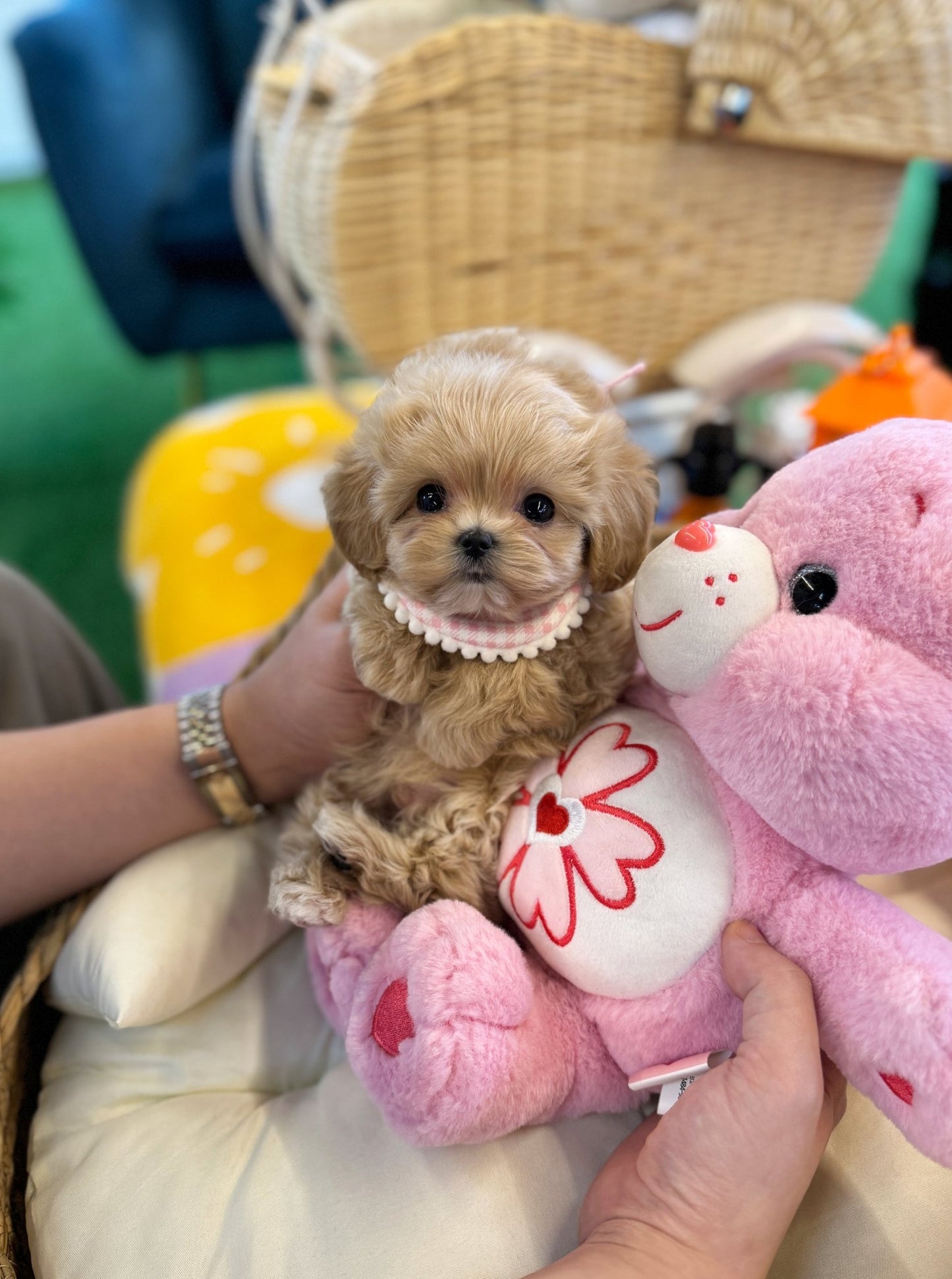 Maltipoo - Lil(Male) - Beautiful puppy teacup puppy with adorable features available for adoption from Velydog