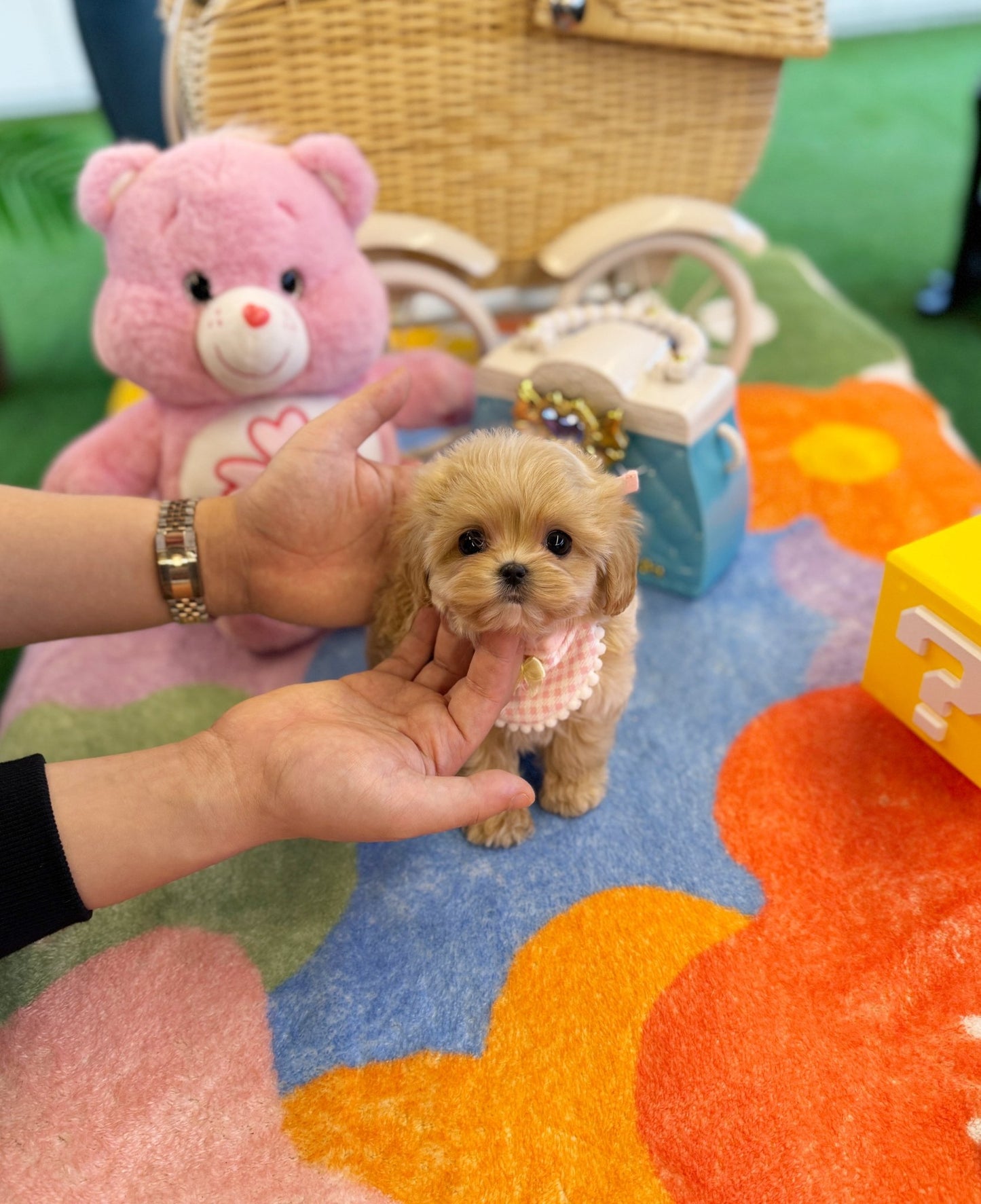 Maltipoo - Lil(Male) - Beautiful puppy teacup puppy with adorable features available for adoption from Velydog