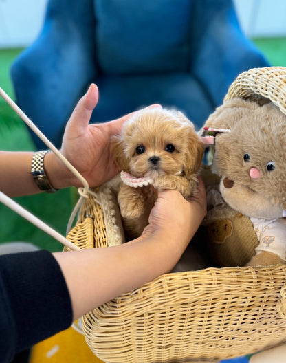 Maltipoo - Lil(Male) - Beautiful puppy teacup puppy with adorable features available for adoption from Velydog