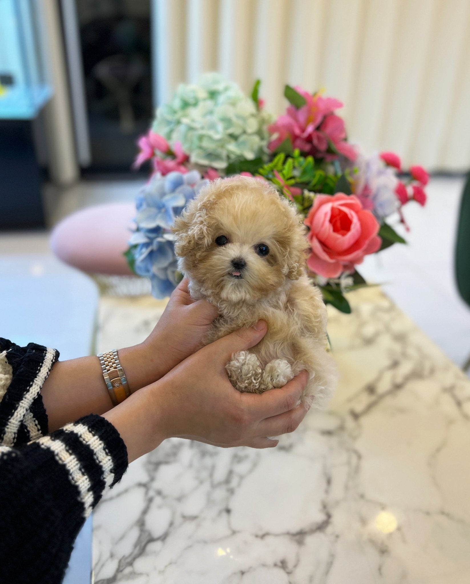 Maltipoo - Lilo(Male) - Beautiful puppy teacup puppy with adorable features available for adoption from Velydog