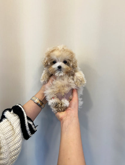 Maltipoo - Lilo(Male) - Beautiful puppy teacup puppy with adorable features available for adoption from Velydog