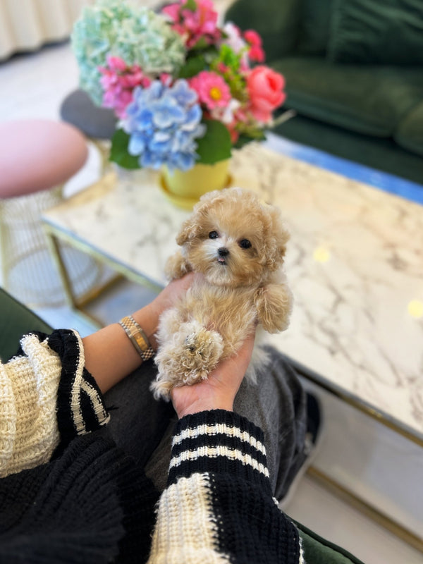 Maltipoo - Lilo(Male) - Beautiful puppy teacup puppy with adorable features available for adoption from Velydog