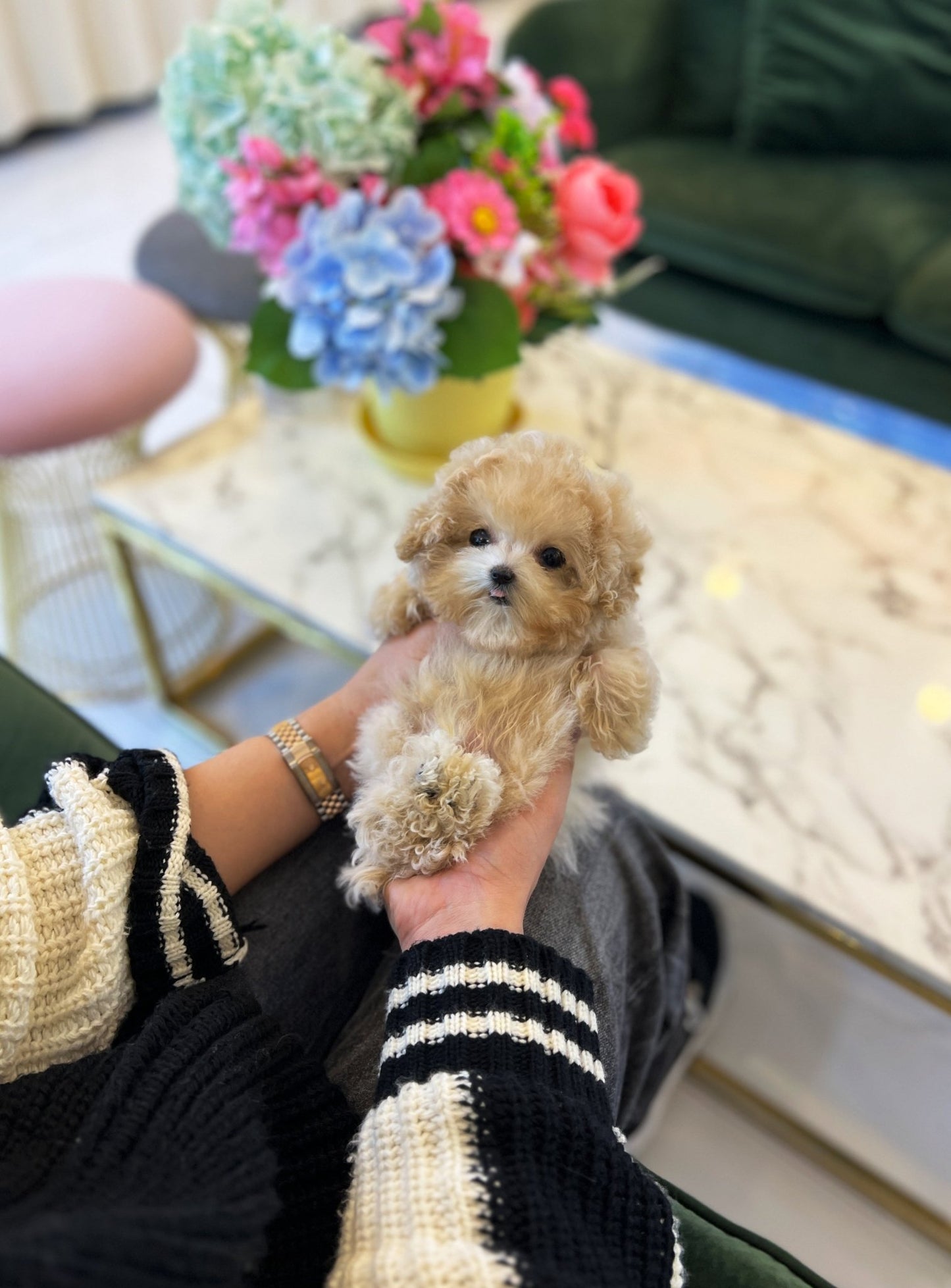 Maltipoo - Lilo(Male) - Beautiful puppy teacup puppy with adorable features available for adoption from Velydog