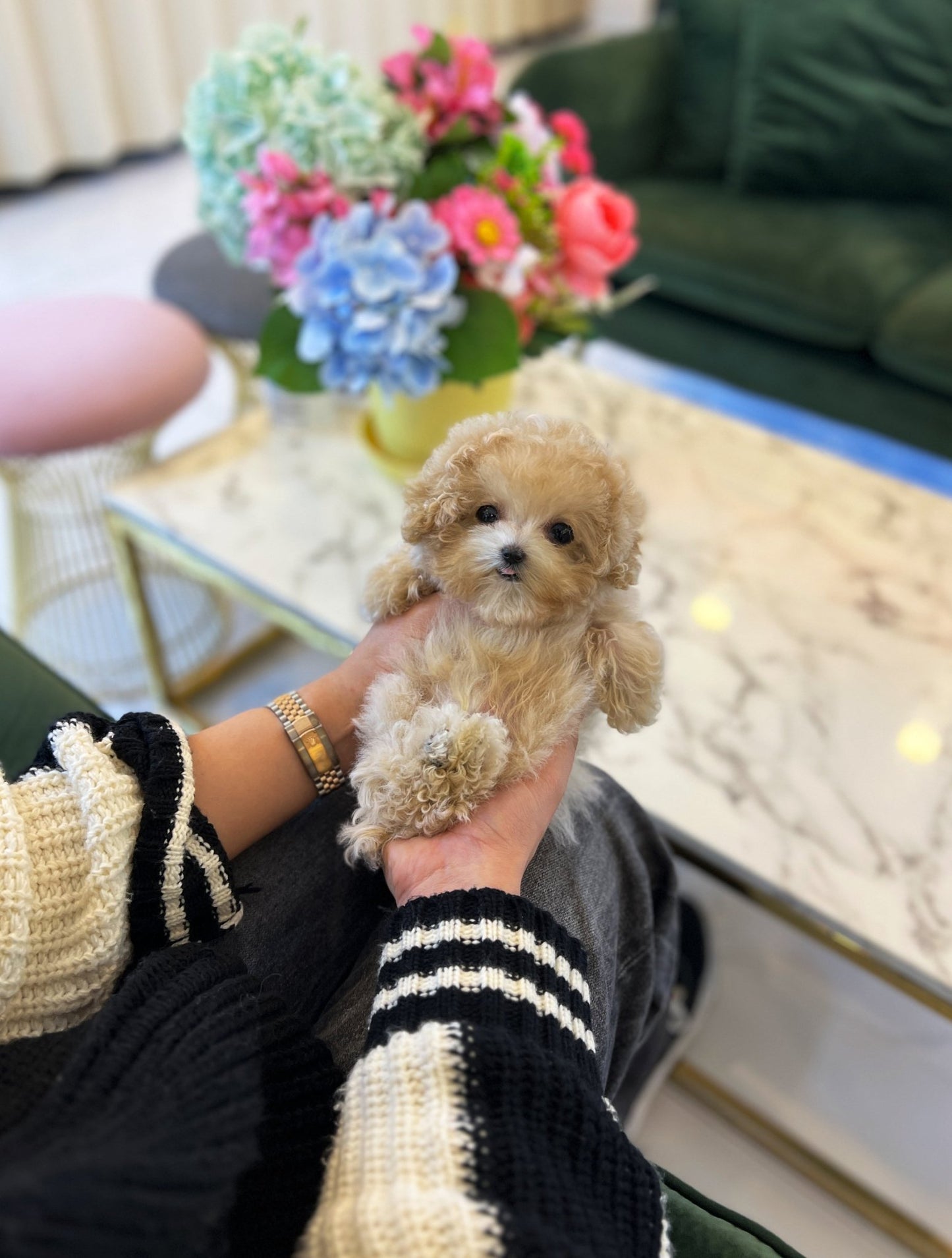 Maltipoo - Lilo(Male) - Beautiful puppy teacup puppy with adorable features available for adoption from Velydog