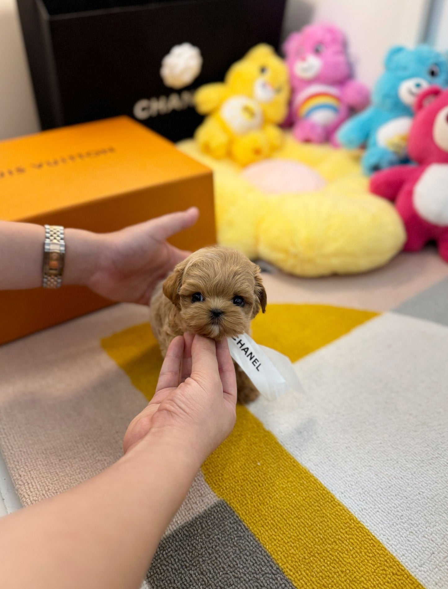 Maltipoo - Lincoln(Male) - Beautiful puppy teacup puppy with adorable features available for adoption from Velydog