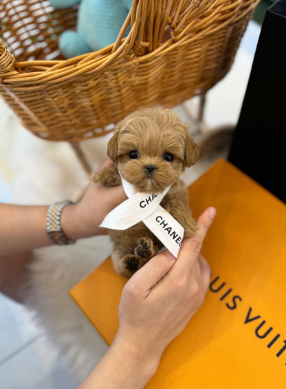 Maltipoo - Lincoln(Male) - Beautiful puppy teacup puppy with adorable features available for adoption from Velydog