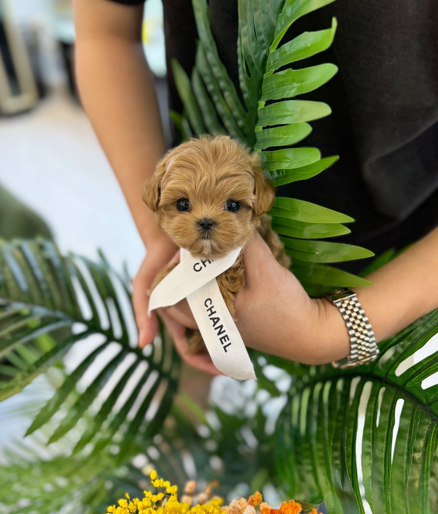 Maltipoo - Lincoln(Male) - Beautiful puppy teacup puppy with adorable features available for adoption from Velydog