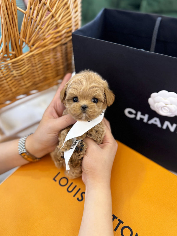 Maltipoo - Lincoln(Male) - Beautiful puppy teacup puppy with adorable features available for adoption from Velydog