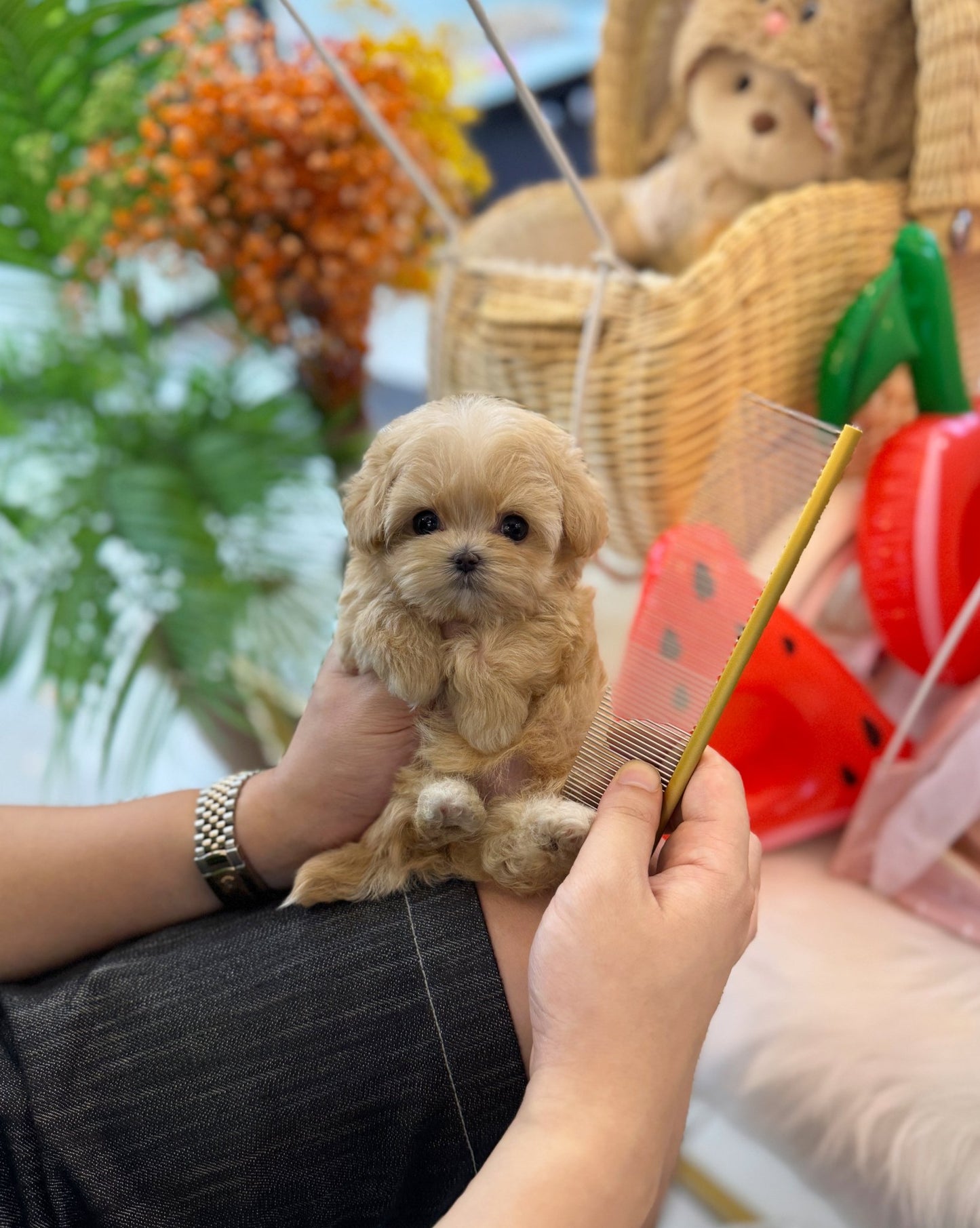 Maltipoo - Linda(Female) - Beautiful puppy teacup puppy with adorable features available for adoption from Velydog