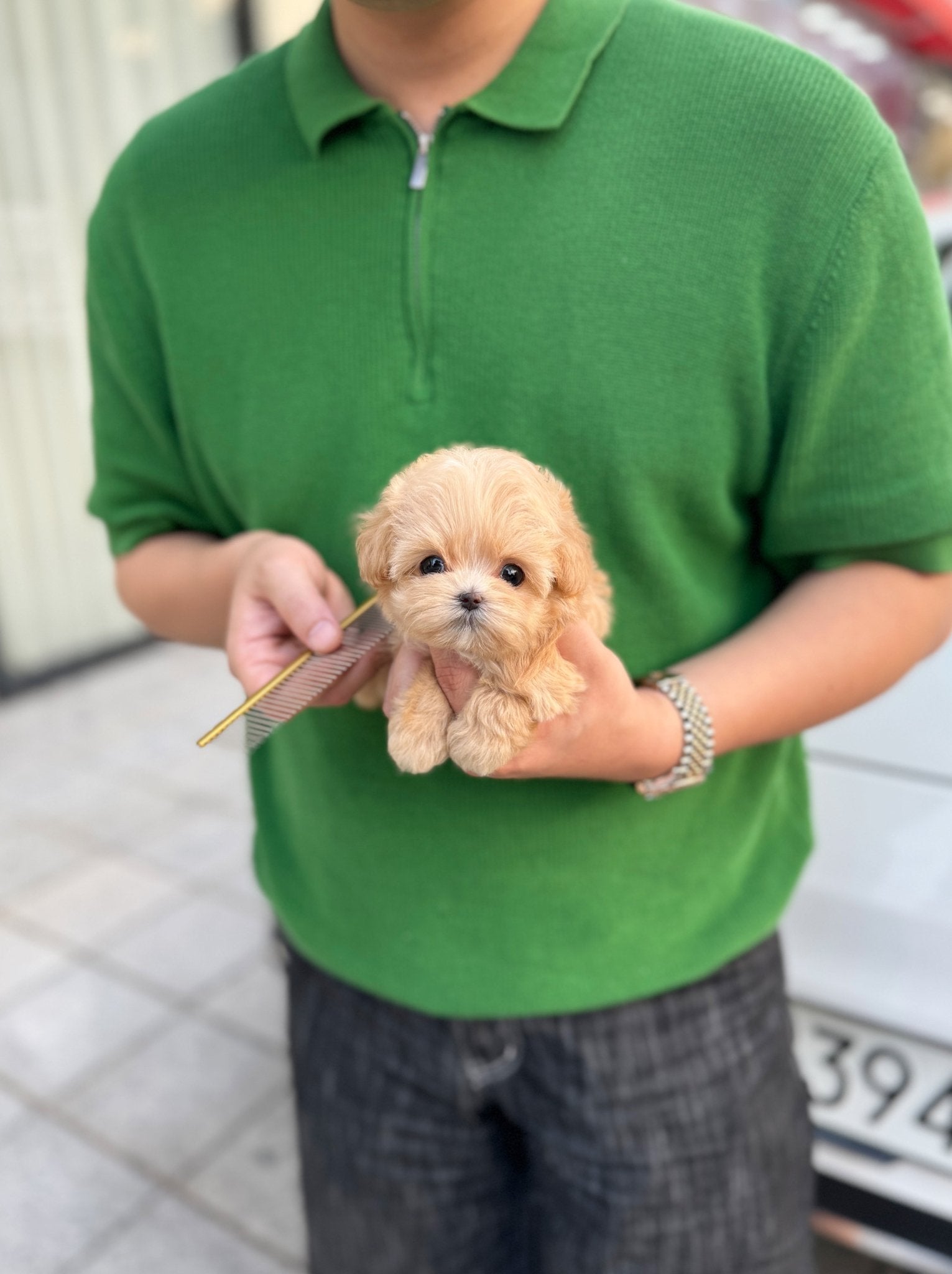 Maltipoo - Linda(Female) - Beautiful puppy teacup puppy with adorable features available for adoption from Velydog