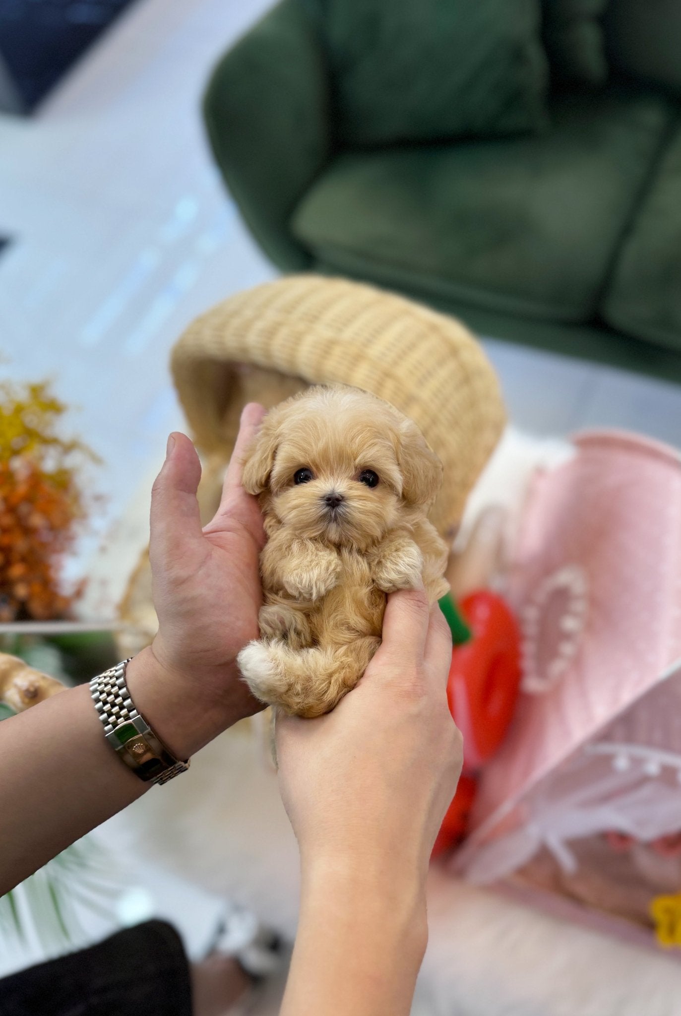 Maltipoo - Linda(Female) - Beautiful puppy teacup puppy with adorable features available for adoption from Velydog