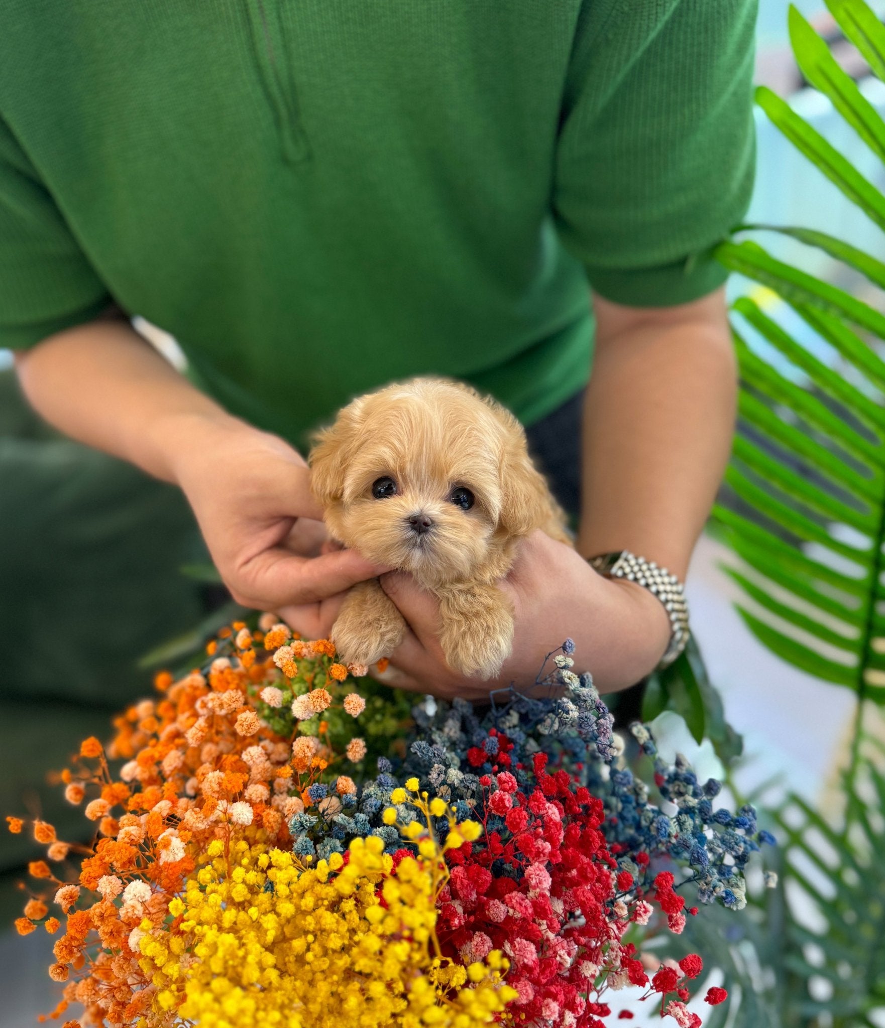 Maltipoo - Linda(Female) - Beautiful puppy teacup puppy with adorable features available for adoption from Velydog