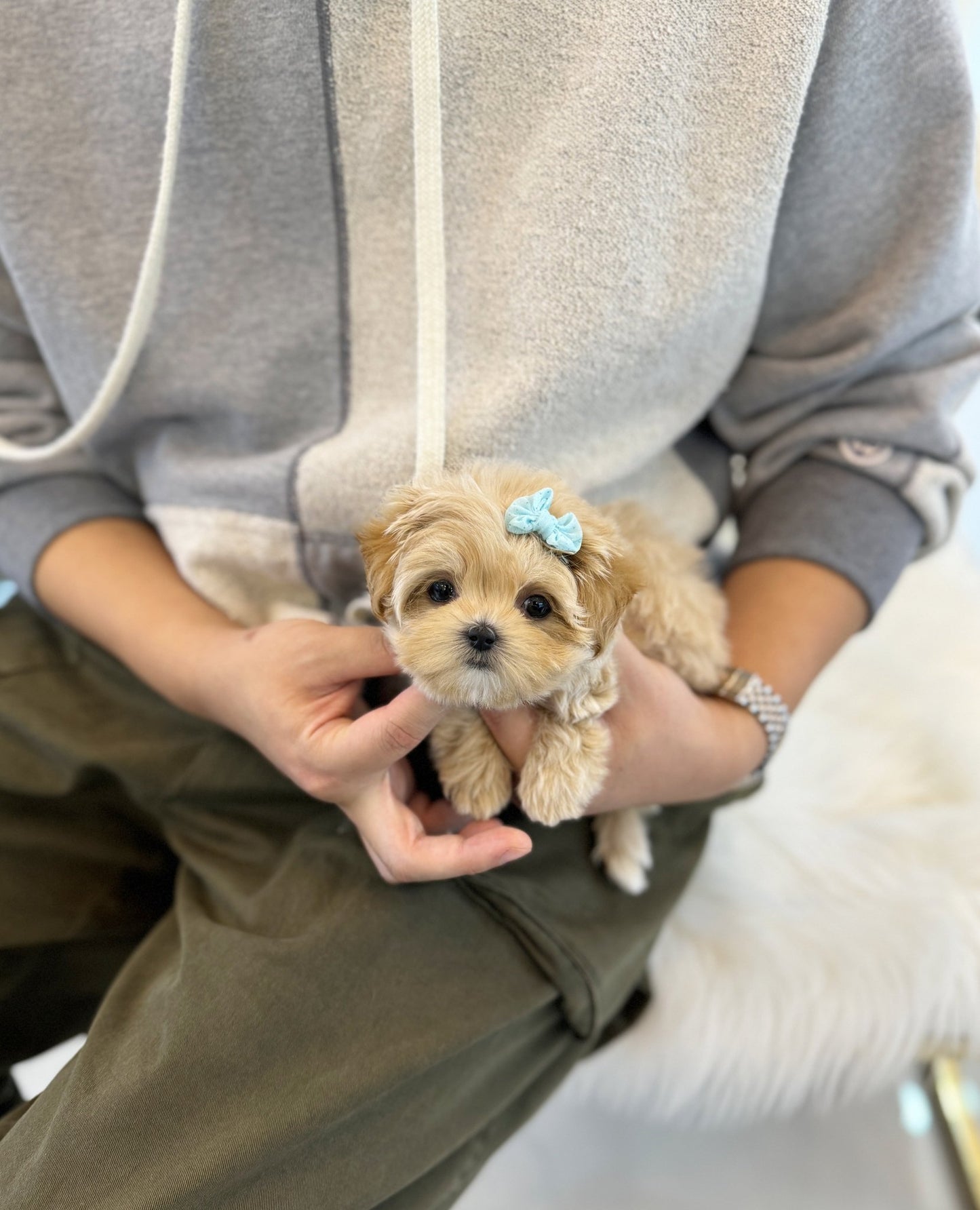 Maltipoo - Litho(Female) - Beautiful puppy teacup puppy with adorable features available for adoption from Velydog