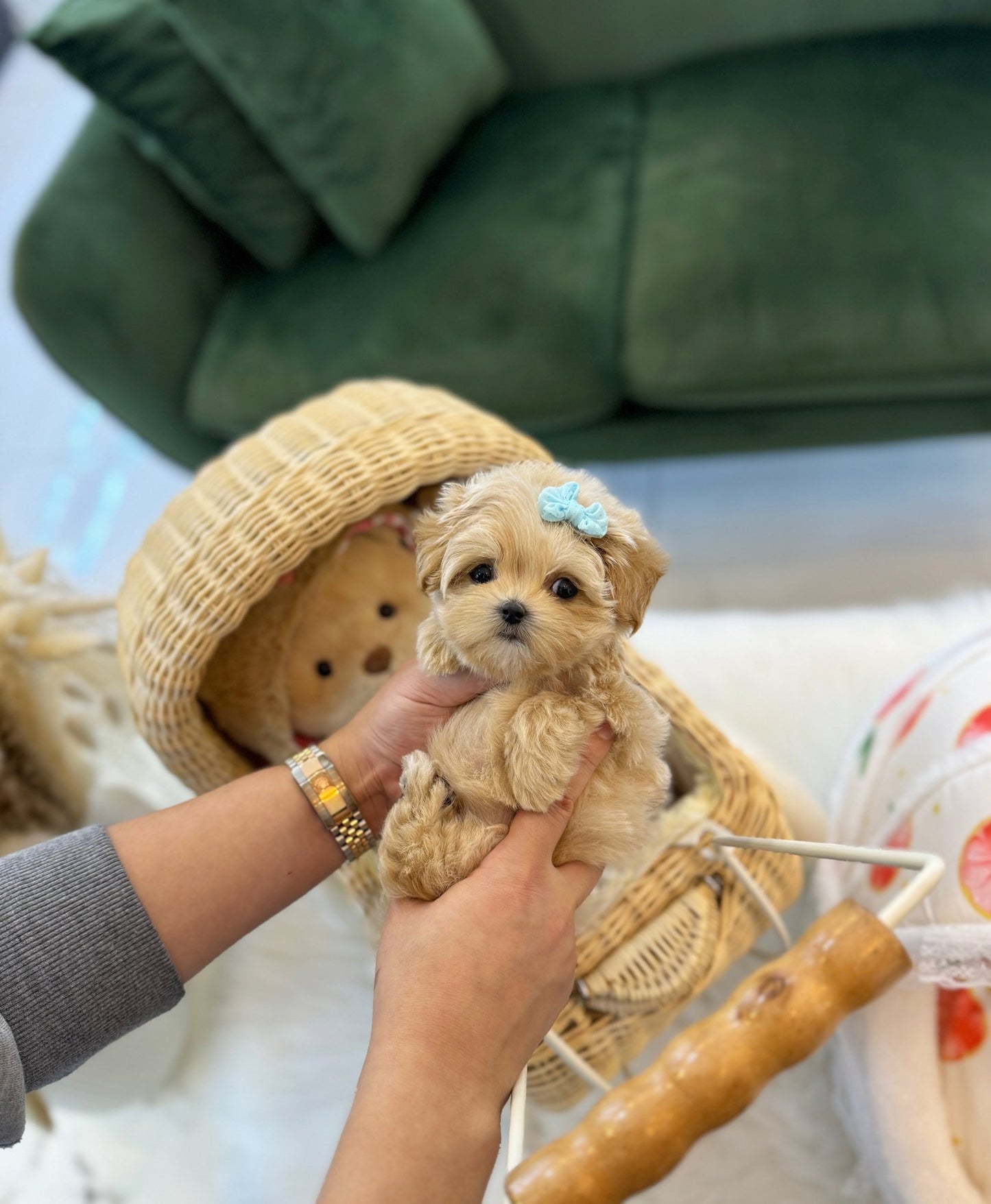 Maltipoo - Litho(Female) - Beautiful puppy teacup puppy with adorable features available for adoption from Velydog