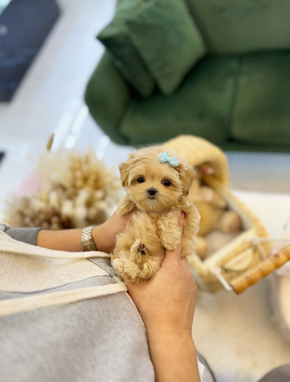 Maltipoo - Litho(Female) - Beautiful puppy teacup puppy with adorable features available for adoption from Velydog