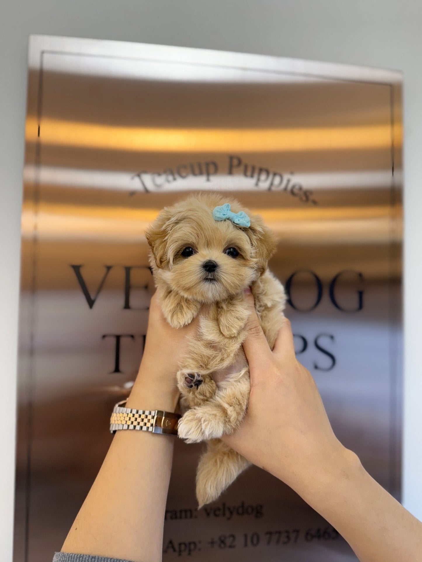 Maltipoo - Litho(Female) - Beautiful puppy teacup puppy with adorable features available for adoption from Velydog