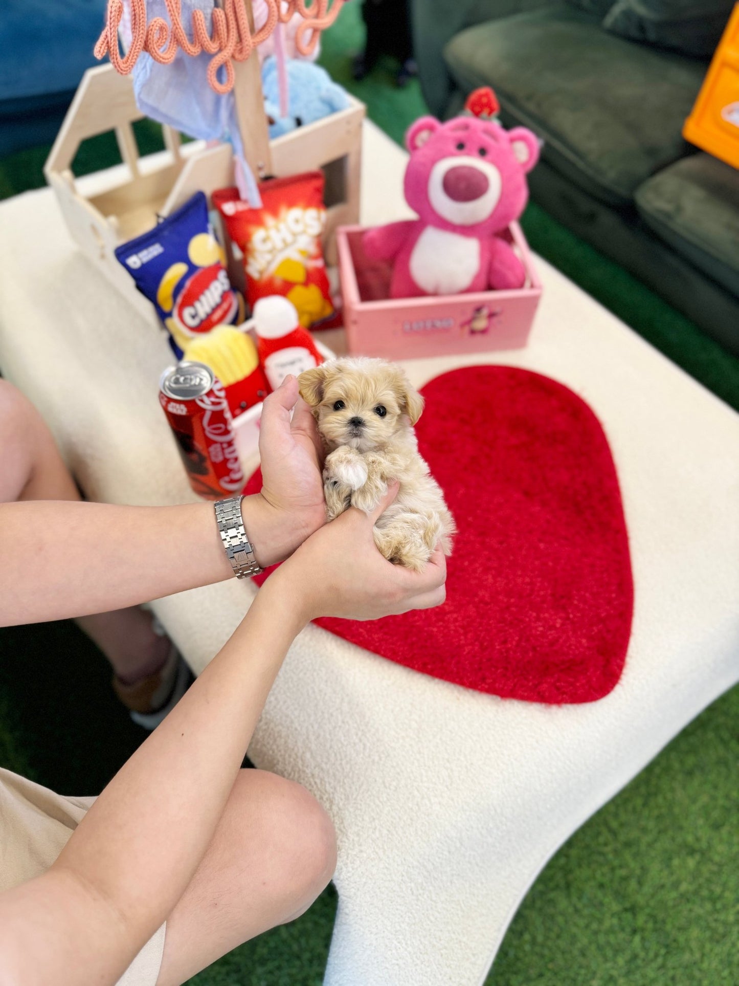 Maltipoo - Lobin(Female) - Beautiful puppy teacup puppy with adorable features available for adoption from Velydog
