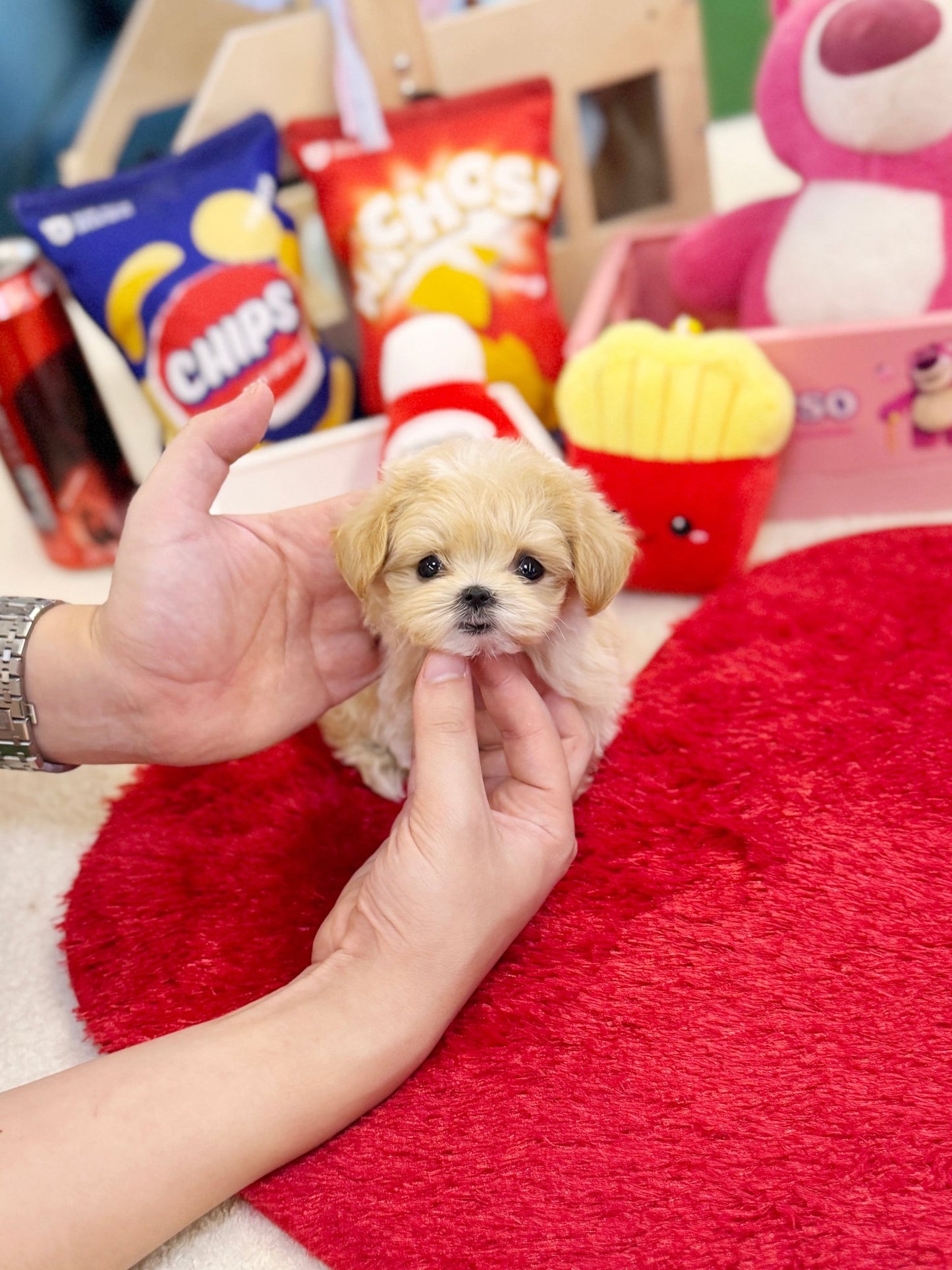 Maltipoo - Lobin(Female) - Beautiful puppy teacup puppy with adorable features available for adoption from Velydog