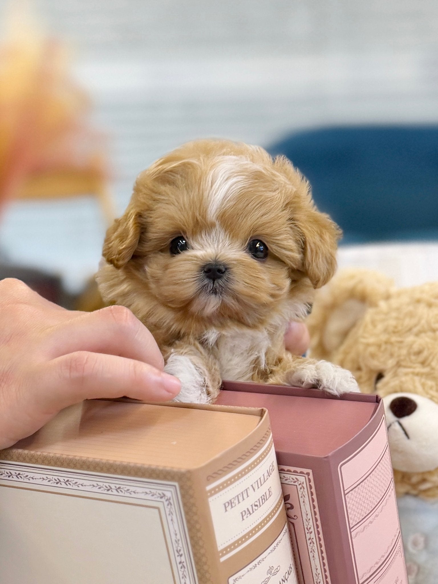 Maltipoo - Loewe(Female) - Beautiful puppy teacup puppy with adorable features available for adoption from Velydog