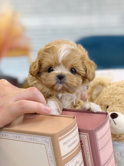 Maltipoo - Loewe(Female) - Beautiful puppy teacup puppy with adorable features available for adoption from Velydog