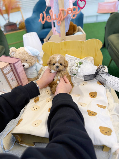 Maltipoo - Loewe(Female) - Beautiful puppy teacup puppy with adorable features available for adoption from Velydog