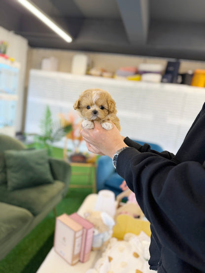 Maltipoo - Loewe(Female) - Beautiful puppy teacup puppy with adorable features available for adoption from Velydog