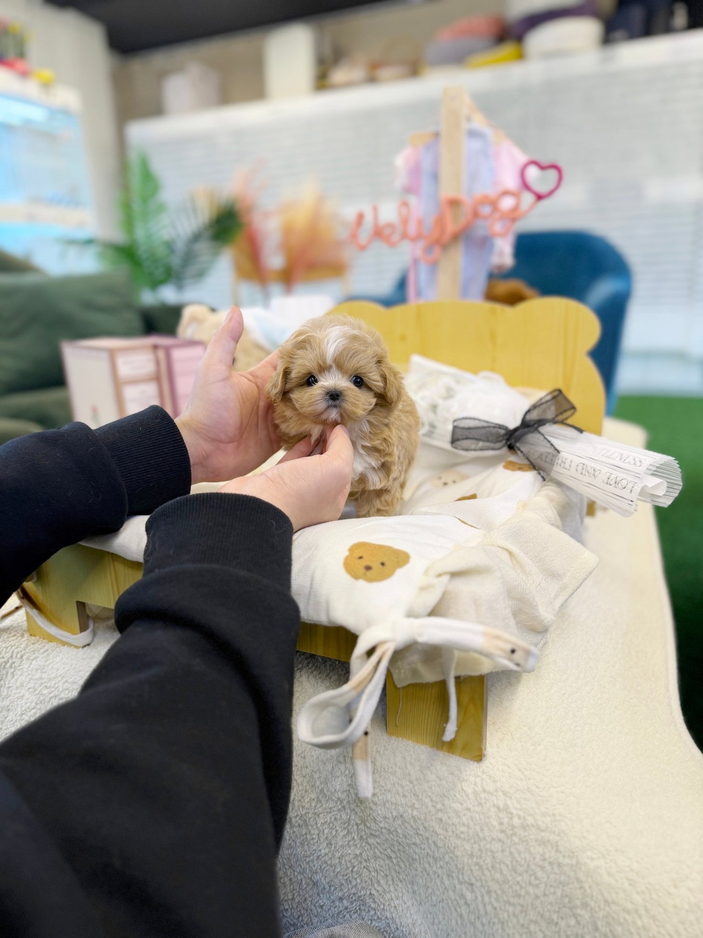 Maltipoo - Loewe(Female) - Beautiful puppy teacup puppy with adorable features available for adoption from Velydog