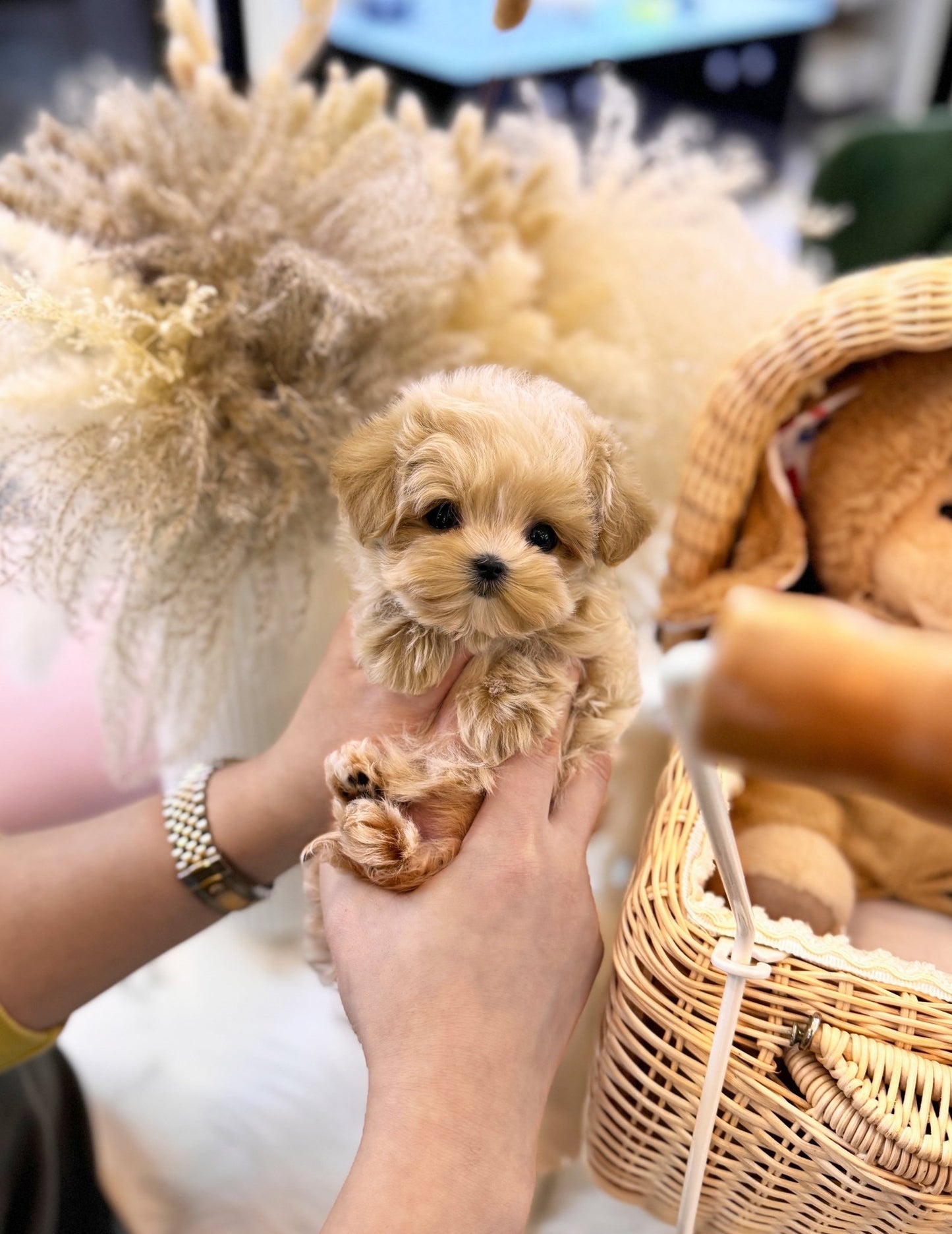 Maltipoo - Logan(Male) - Beautiful puppy teacup puppy with adorable features available for adoption from Velydog