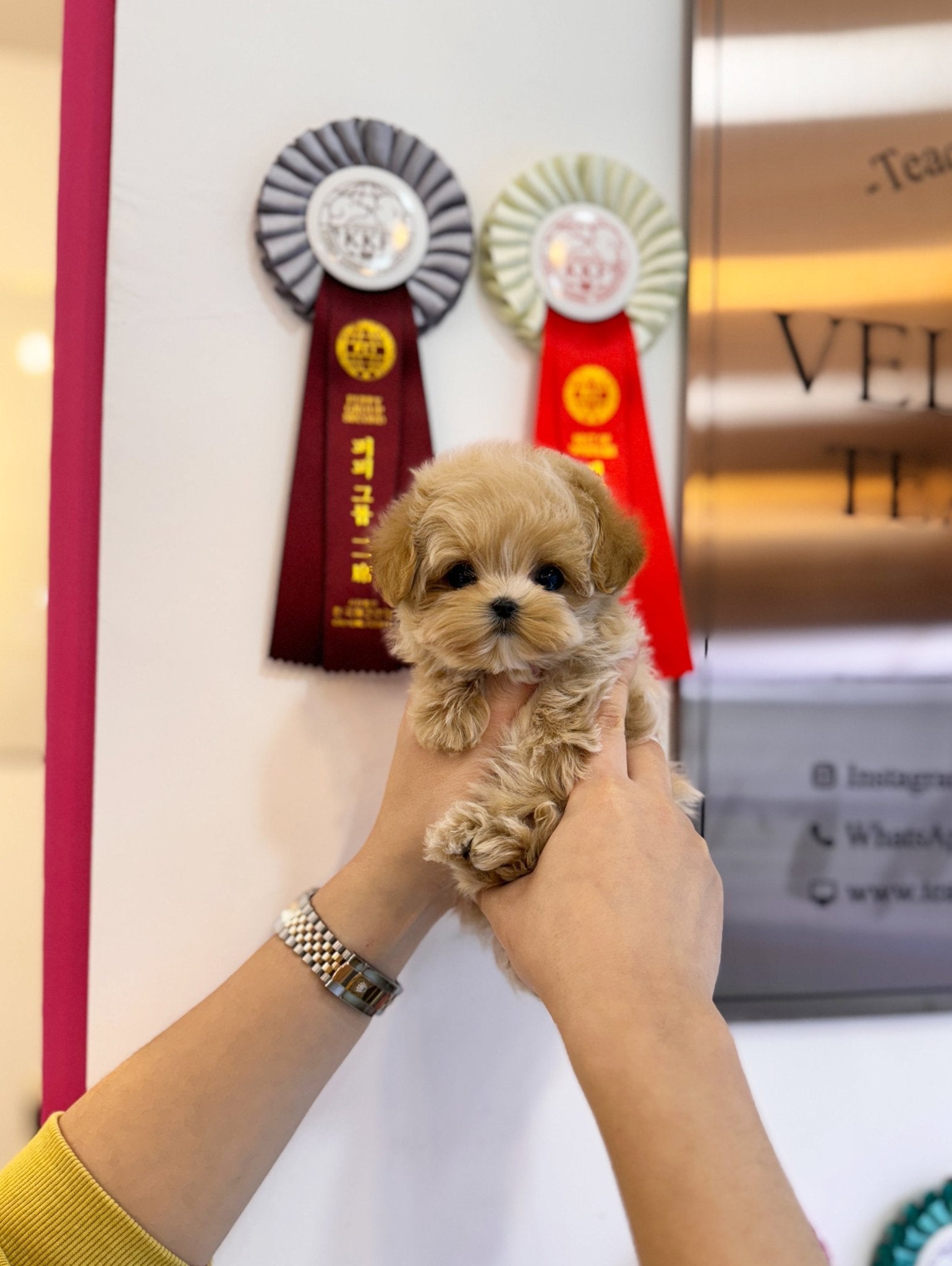 Maltipoo - Logan(Male) - Beautiful puppy teacup puppy with adorable features available for adoption from Velydog