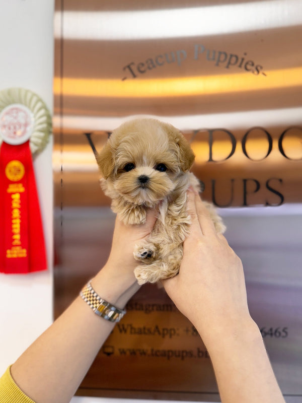 Maltipoo - Logan(Male) - Beautiful puppy teacup puppy with adorable features available for adoption from Velydog