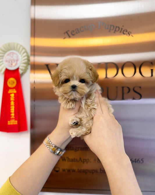 Maltipoo - Logan(Male) - Beautiful puppy teacup puppy with adorable features available for adoption from Velydog