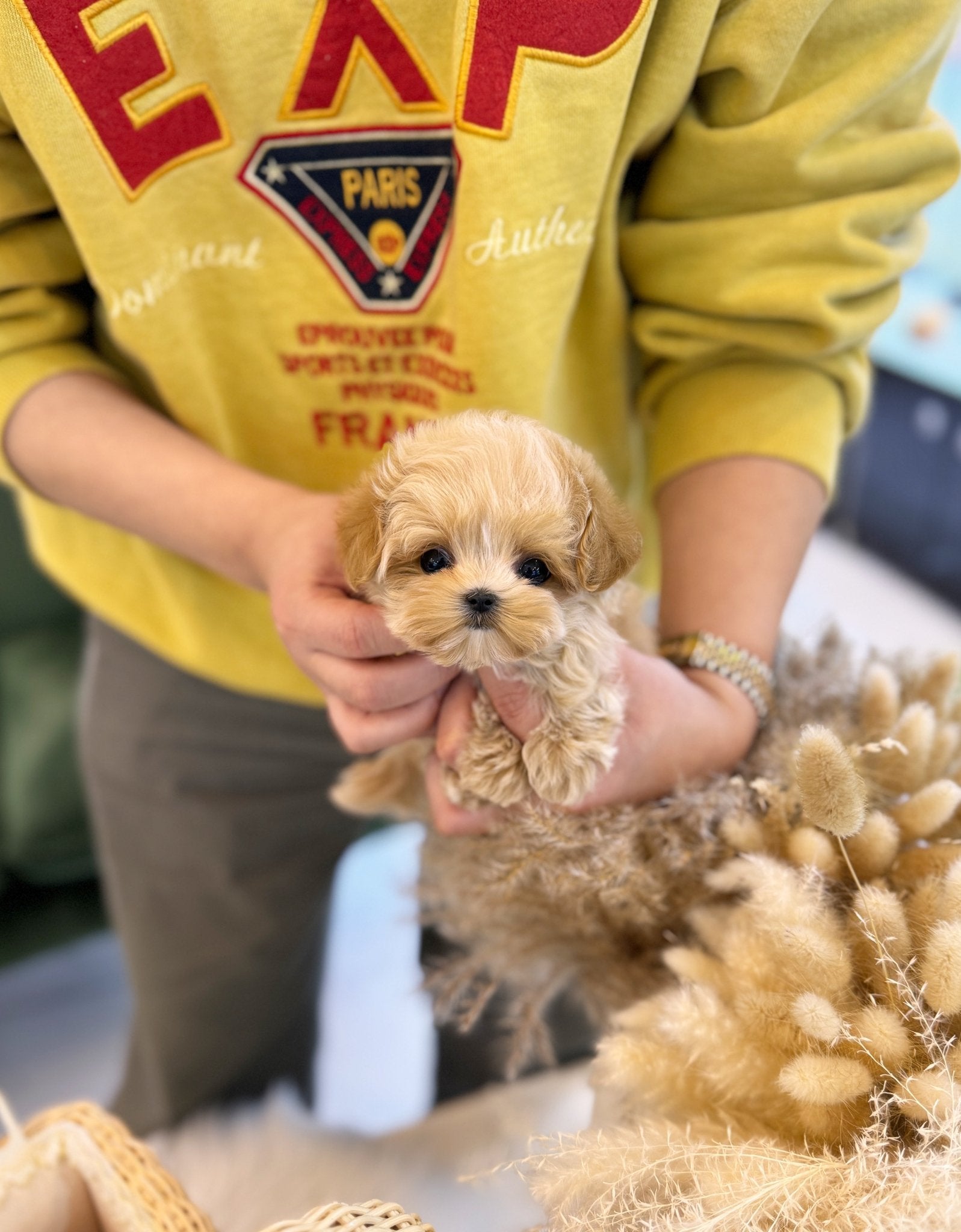 Maltipoo - Logan(Male) - Beautiful puppy teacup puppy with adorable features available for adoption from Velydog